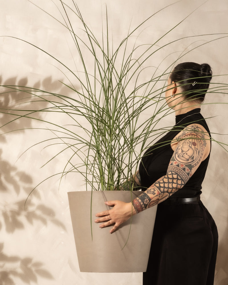 Eine tätowierte Frau in einem schwarzen ärmellosen Oberteil hält einen großen Topf mit Miscanthus sinensis 'Gracillimus', der seine langen, dünnen Blätter zeigt. Sie blickt zur Seite und hat ihr Haar zu einem Dutt gebunden.