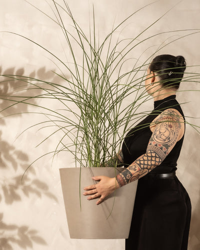 Eine tätowierte Frau in einem schwarzen ärmellosen Oberteil hält einen großen Topf mit Miscanthus sinensis 'Gracillimus', der seine langen, dünnen Blätter zeigt. Sie blickt zur Seite und hat ihr Haar zu einem Dutt gebunden.
