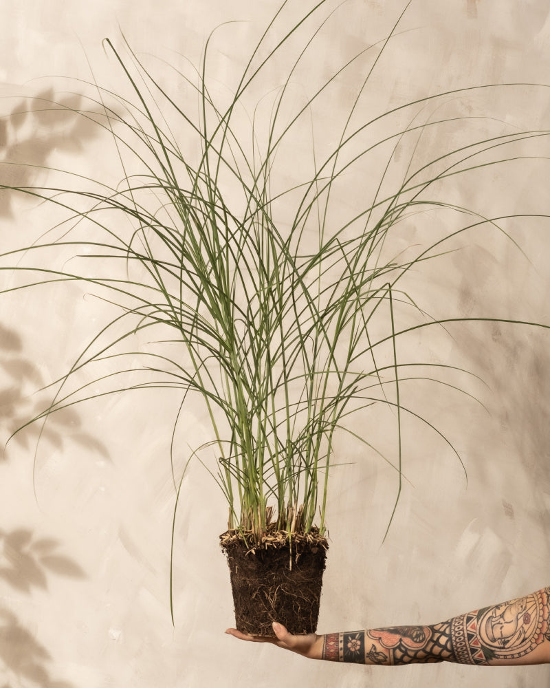 Eine tätowierte Hand hält ein wurzelnacktes Miscanthus sinensis 'Gracillimus' Ziergras mit sichtbaren Wurzeln und Erde vor einer neutralen beigen Wand mit einem subtilen Blattschatten im Hintergrund.