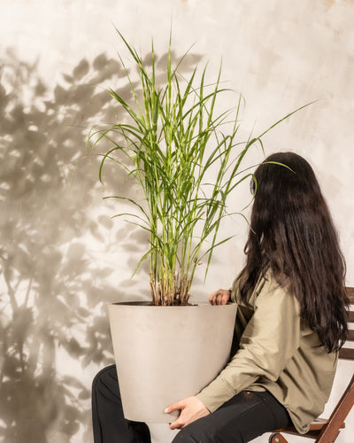 Eine Person mit langen dunklen Haaren und einer grünen Jacke sitzt auf einem Stuhl und hält einen großen Topf Miscanthus sinensis „Strictus“ in der Hand. Sein Schatten auf der hellen Wand hinter ihnen erzeugt eine ruhige Gartenatmosphäre.