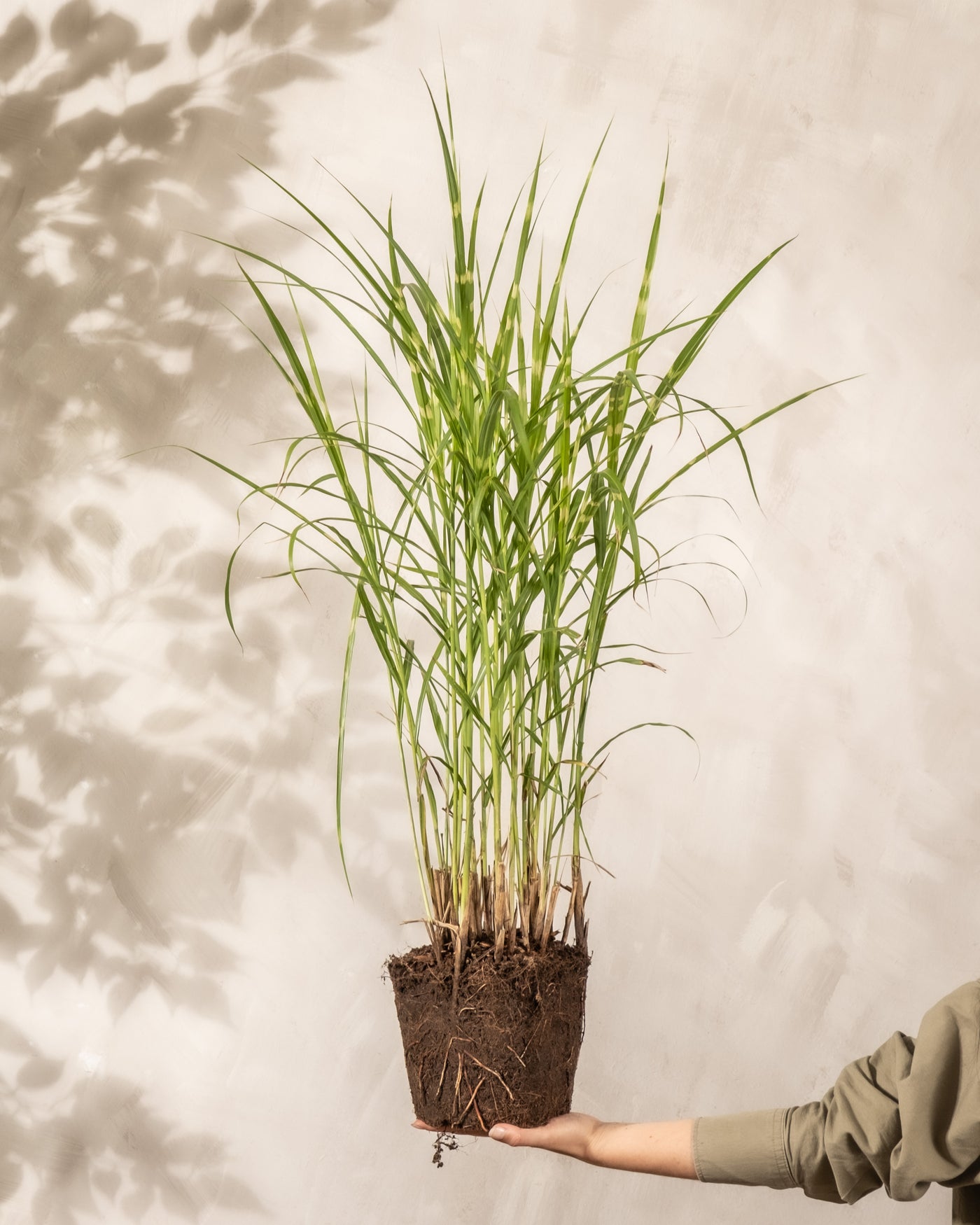 Eine Hand hält einen grünen Topf Miscanthus sinensis „Strictus“ hoch und zeigt seine Wurzeln und Erde vor einer hellbeigen Wand mit Blattschatten – perfekt, um dem Garten Charme zu verleihen.