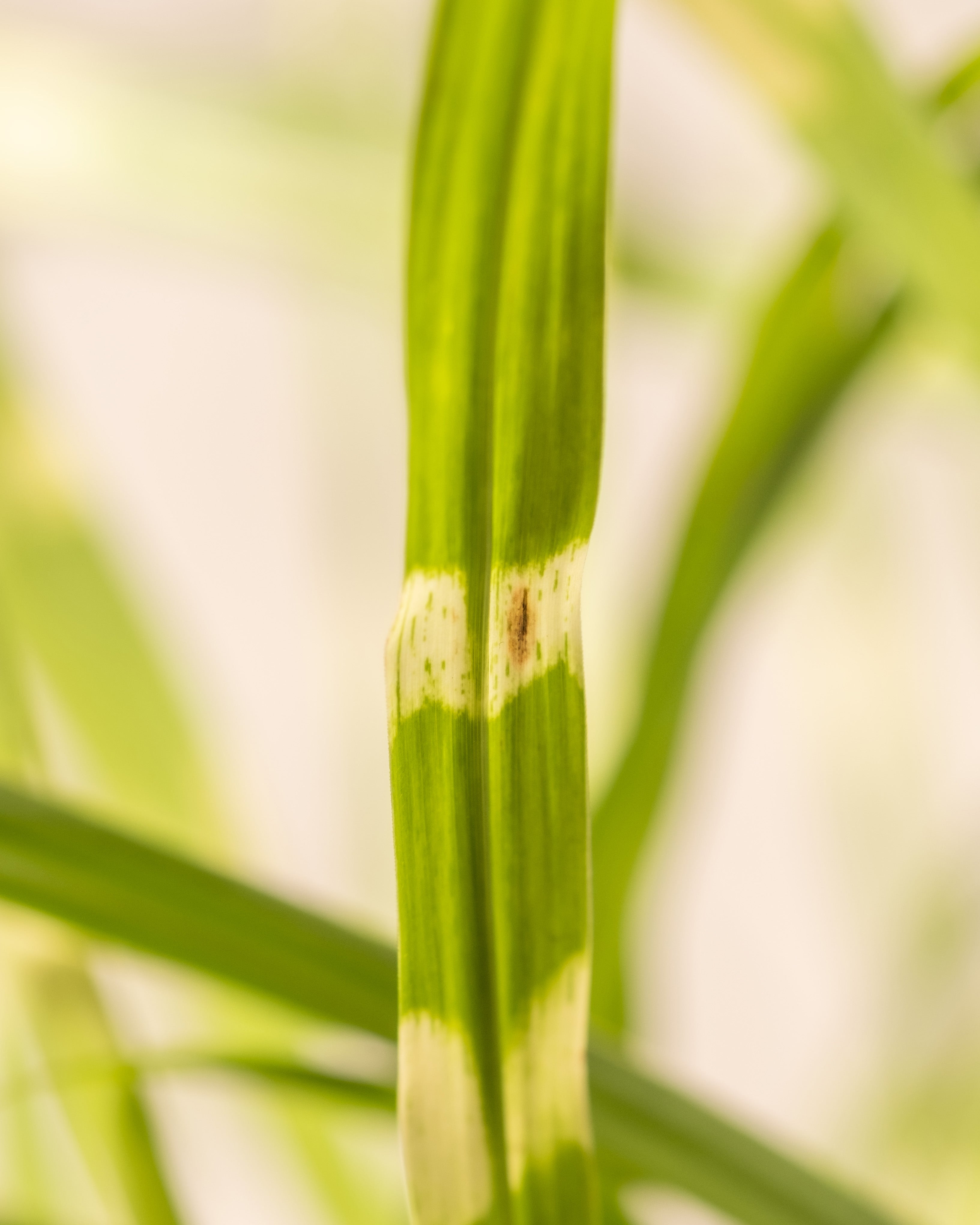 Nahaufnahme von Miscanthus sinensis „Strictus“, die ein grünes Blatt mit einem horizontalen weißen Band und kleinen braunen Flecken zeigt, umgeben von verschwommenen grünen Blättern im Gartenhintergrund.