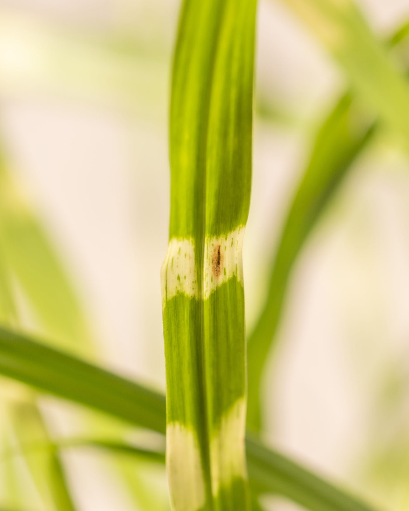 Nahaufnahme von Miscanthus sinensis „Strictus“, die ein grünes Blatt mit einem horizontalen weißen Band und kleinen braunen Flecken zeigt, umgeben von verschwommenen grünen Blättern im Gartenhintergrund.