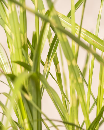 Nahaufnahme langer, schmaler grüner Blätter mit hellgelben Flecken – wahrscheinlich von Miscanthus sinensis „Strictus“ – die sich vor einem neutralen, unscharfen Hintergrund überlappen und kreuzen und so die subtile Schönheit des Gartens in den Fokus rücken.