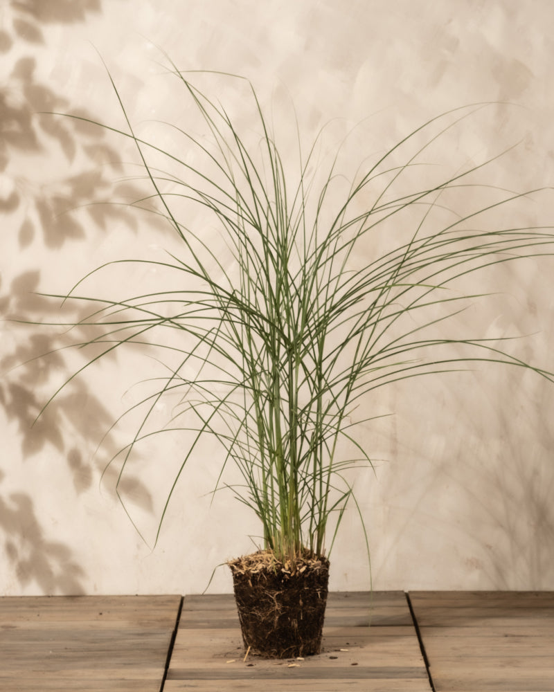 Ein getöpferter Miscanthus sinensis 'Gracillimus' mit schlanken grünen Blättern ruht auf einer hölzernen Fläche vor einer hellen Wand mit subtilen Blattschatten.