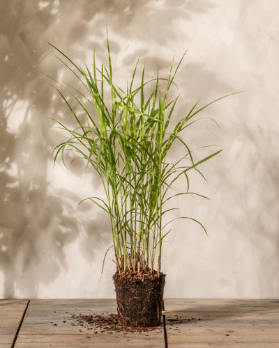 Ein Topf Miscanthus sinensis 'Gracillimus', der sich durch seine hohen, schlanken grünen Blätter auszeichnet, steht auf einer Holzoberfläche. Die Wurzeln der Pflanze sind teilweise sichtbar und werfen einen Schatten auf die beige Wand im Hintergrund. 