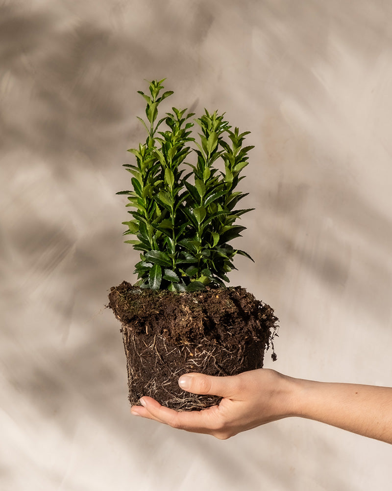 Eine Hand hält einen kleinen Euonymus japonicus „Green Spire“ mit freiliegendem Wurzelballen vor einem neutralen, strukturierten Hintergrund. Die Pflanze hat mehrere vertikale Stängel mit glänzenden Blättern. Schatten im Hintergrund verleihen dem Bild Tiefe.