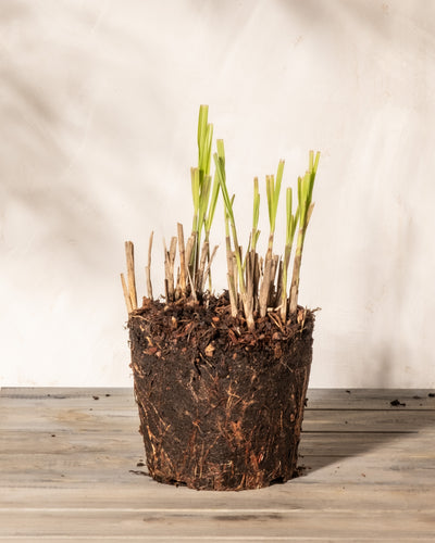 Ein eingetopfter Miscanthus sinensis 'Strictus' mit einer Erdmasse, die freiliegende Wurzeln und abgeschnittene Stängel zeigt. An der Spitze sprießen neue grüne Triebe. Die Pflanze steht auf einer Holzfläche vor einem hellen Hintergrund. 