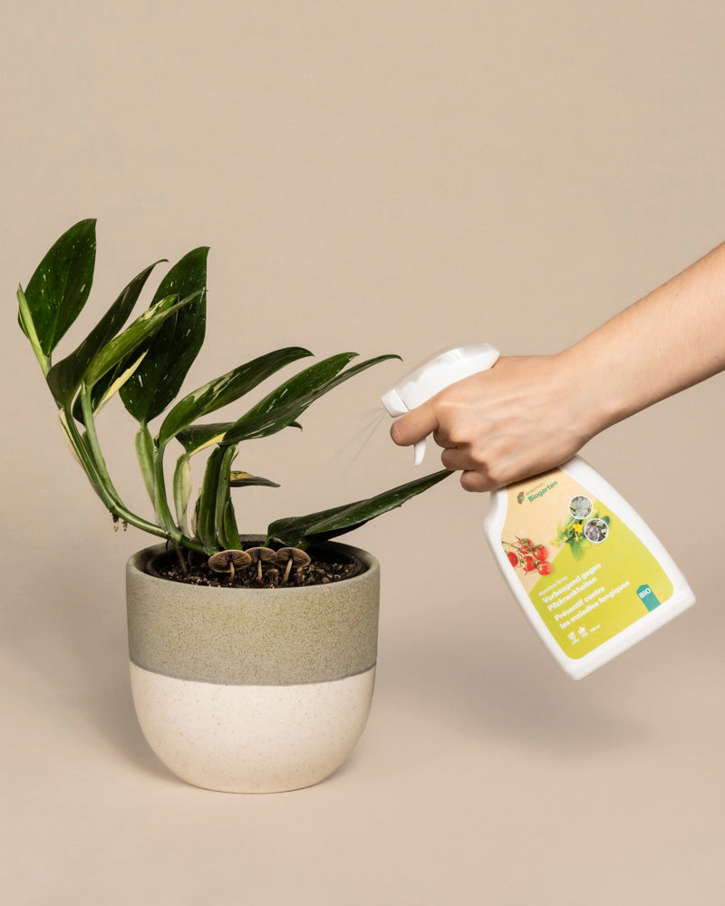 Eine Hand besprüht eine Topfpflanze mit einem Mittel gegen Pilzkrankheiten, einem weißen biologischen Flaschenspray, vor einem beigen Hintergrund. Die grünen, leicht hängenden Blätter der Pflanze lassen vermuten, dass sie vor echtem Mehltau geschützt werden soll.