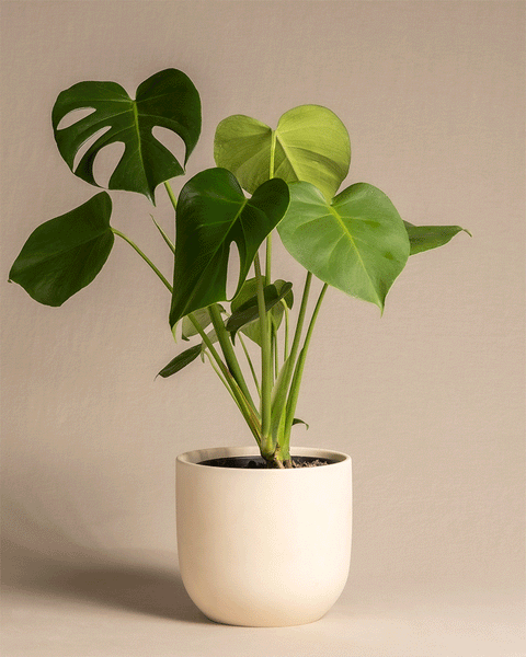 Monstera in diversen Keramiktöpfen
