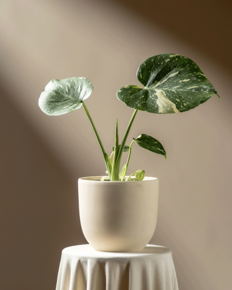 Eine Monstera 'Thai Constellation' - feey mit drei großen, buntgrünen Blättern steht auf einem runden, weiß drapierten Tisch, der vor einem neutralbraunen Hintergrund in Sonnenlicht getaucht ist.