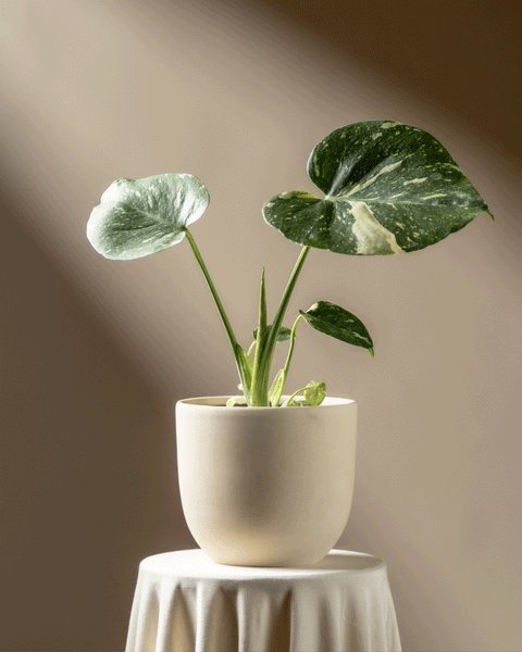 Eine Monstera 'Thai Constellation' - feey mit drei großen, buntgrünen Blättern steht auf einem runden, weiß drapierten Tisch, der vor einem neutralbraunen Hintergrund in Sonnenlicht getaucht ist.