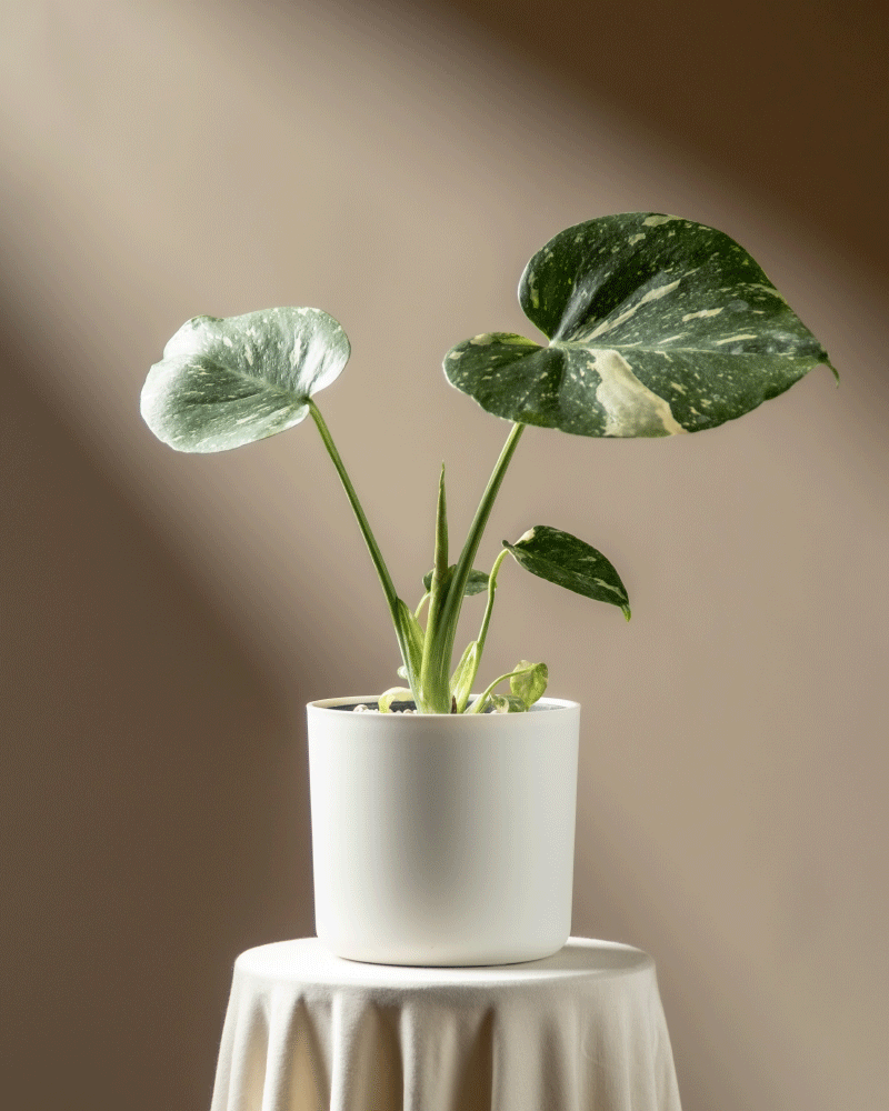 Eine Monstera 'Thai Constellation' - feey mit auffallend grünen und weißen Blättern in einem weißen Topf ruht auf einem drapierten runden Tisch, der in weiches Sonnenlicht vor einem beigen Hintergrund getaucht ist.