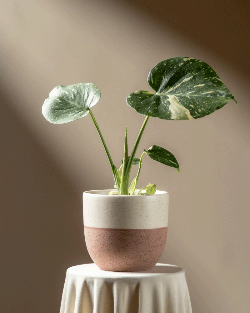 Eine Monstera 'Thai Constellation' - feey, mit auffallend bunten Blättern, sitzt auf einem runden, mit weißem Tuch drapierten Tisch, der in Sonnenlicht vor einem sanften braunen Hintergrund getaucht ist.
