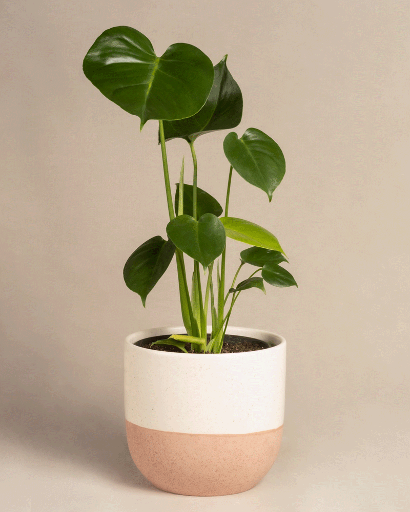 Die Monstera bietet glänzend grüne Blätter und eine tropische Ausstrahlung in einem runden, zweifarbigen Topf in Cremeweiß und Zartrosa vor einem beigen Hintergrund.