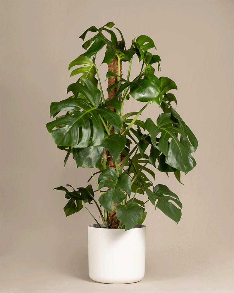 Monstera XL in einem anthrazit farbenen und in einem weissen Soft Topf