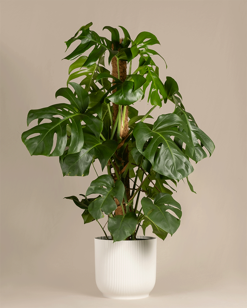Monstera XL in einem blauen und in einem weissen Vibes Topf