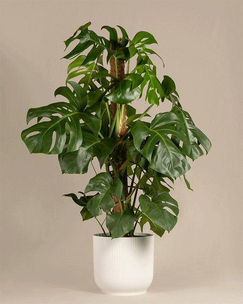 Monstera XL in einem blauen und in einem weissen Vibes Topf