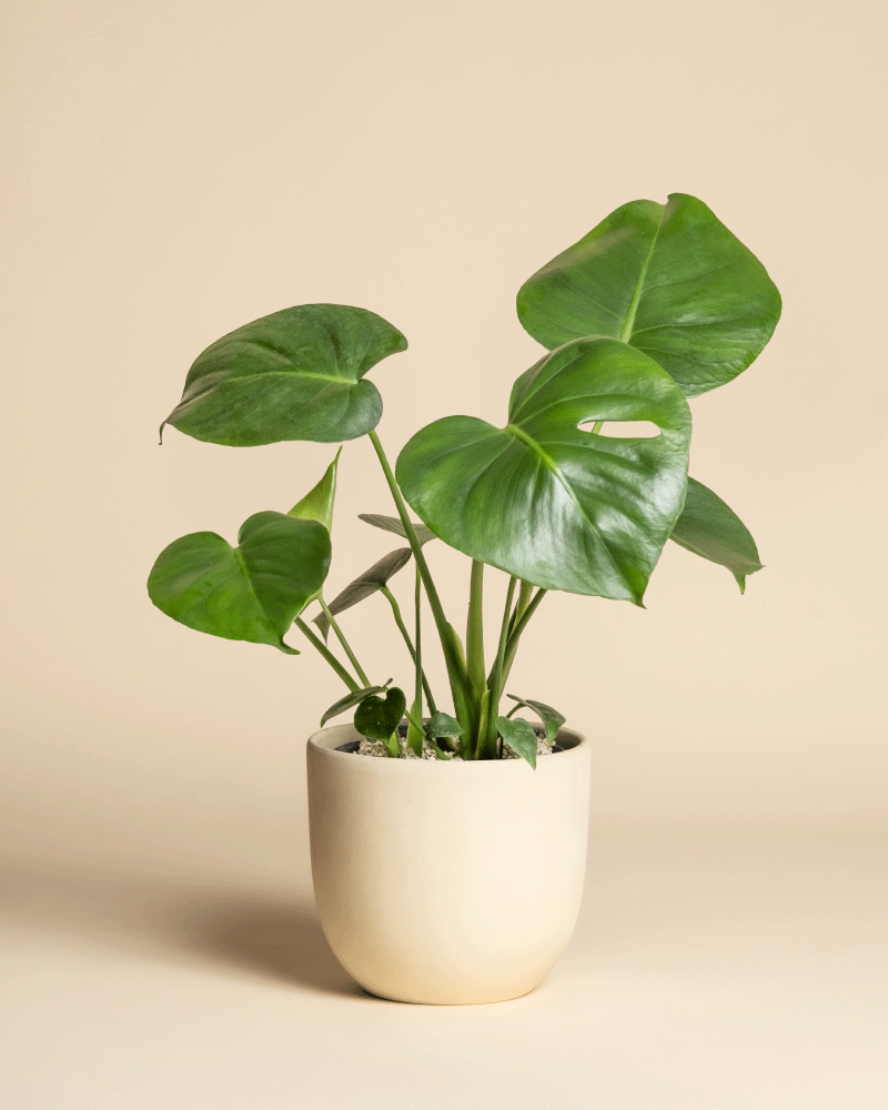 Eine Monstera - Fee mit großen, glänzend grünen Blättern sitzt in einem einfachen, cremefarbenen Topf vor einem schlichten beigen Hintergrund.