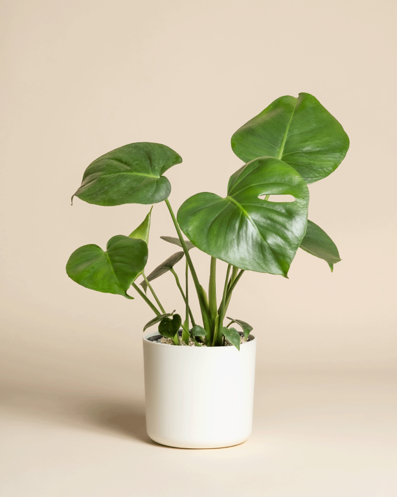 Eine Monstera - Fee mit großen, glänzenden Blättern sitzt in einem einfachen weißen Topf vor einem hellbeigen Hintergrund.