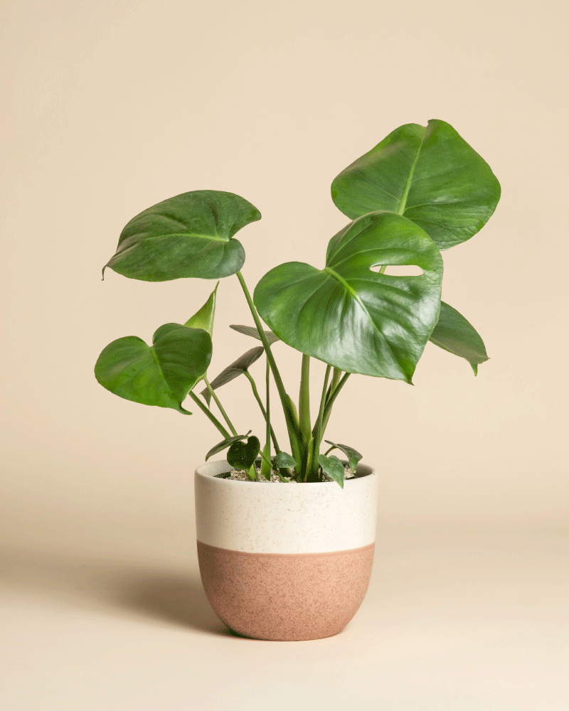 Die Monstera - feey, bekannt für ihre großen, herzförmigen Blätter, wird in einem zweifarbigen Keramiktopf vor einem hellbeigen Hintergrund präsentiert.