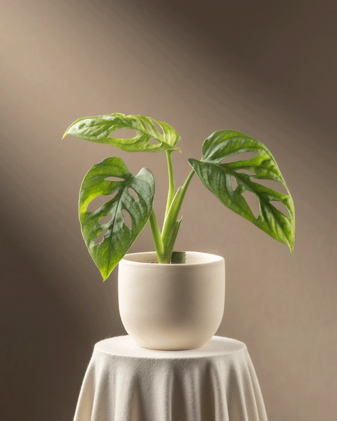 Eine Monstera adansonii 'Mint' Babypflanze mit einzigartigen herzförmigen Blättern und natürlichen Löchern steht auf einem kleinen runden Tisch. Der sanft beleuchtete, warme Hintergrund hebt das leuchtende Grün der Pflanze hervor und zeugt von fachmännischer Pflanzenpflege.