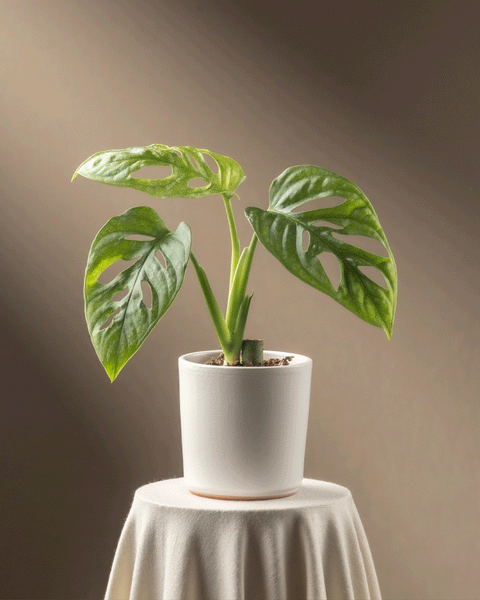 Eine Monstera adansonii 'Mint' Babypflanze mit großen, grünen Blättern in einem weißen Topf steht auf einem gedeckten Tisch. Sanftes Licht bringt die Pflanze vor einem braunen Hintergrund zur Geltung, unterstreicht ihre Schönheit und fördert die Achtsamkeit bei der Pflanzenpflege.