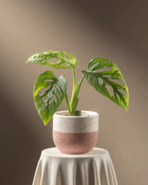Eine Monstera adansonii 'Mint' Babypflanze mit leuchtend grünen Blättern und markanten Löchern steht in einem gesprenkelten weiß-rosa Topf auf einem runden, stoffbedeckten Tisch. Sanftes Licht unterstreicht ihren Charme vor einem neutralen Hintergrund – ideal für die einfache Pflanzenpflege.