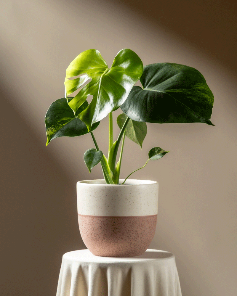 Eine Monstera aurea - Fee mit leuchtend bunten Blättern steht auf einem runden, mit weißem Tuch drapierten Tisch, der vor einem neutralen Hintergrund sanft beleuchtet ist.
