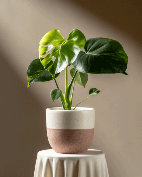 Eine Monstera aurea - Fee mit leuchtend bunten Blättern steht auf einem runden, mit weißem Tuch drapierten Tisch, der vor einem neutralen Hintergrund sanft beleuchtet ist.