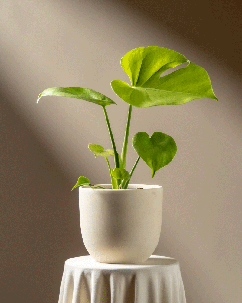 Eine Monstera 'Cheesy' - Fee mit breiten grünen Blättern sitzt auf einem runden Tisch, der mit einem weißen Tuch drapiert ist, im Sonnenlicht vor einem sanft verschwommenen neutralen Hintergrund.
