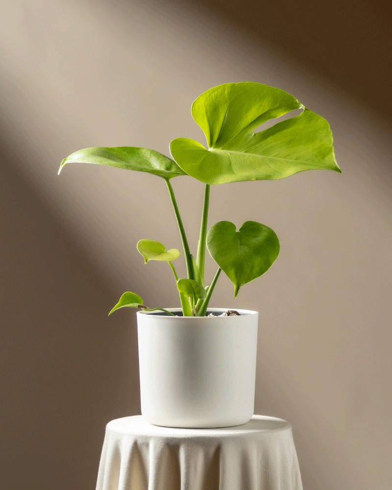 Eine Monstera 'Cheesy' - mit ihren großen, leuchtend grünen Blättern steht auf einem runden Tisch mit weißem Tuch, der in Sonnenlicht getaucht ist, vor einem braunen Hintergrund.