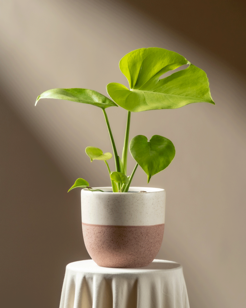 Eine getopfte Monstera 'Cheesy' - feey bringt einen Hauch von tropischer Eleganz in jeden Raum.