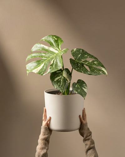 Hände in einem beigen Pullover halten eine Monstera deliciosa „Thai Constellation“ im Topf vor einem neutralen, sanft beleuchteten Hintergrund. Die auffälligen grünen und cremefarbenen Blätter der Pflanze sorgen für optische Spannung und Kontrast.