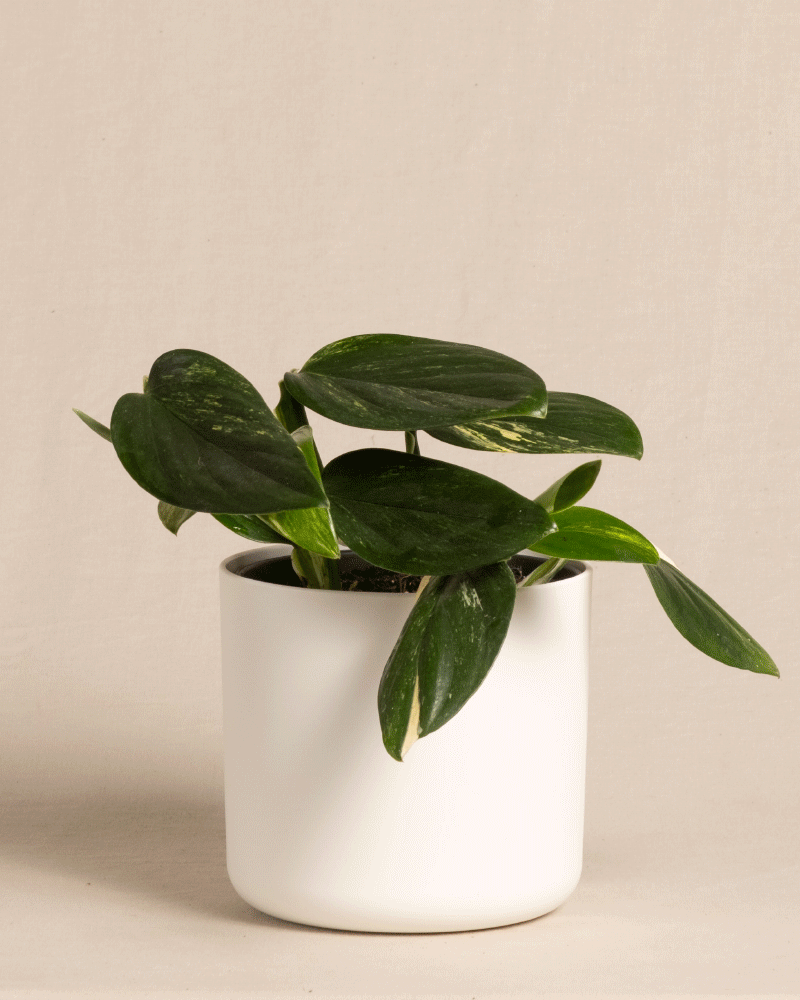 Eine kleine Monstera standleyana mit schönen Blättern steht in einem einfachen weißen Keramiktopf vor einem neutralen beigen Hintergrund. Die Monstera standleyana hat breite, ovale Blätter und sieht gesund und üppig aus.