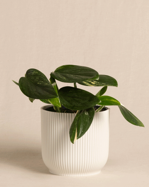 Eine kleine grüne Pflanze mit breiten Blättern sitzt in einem weißen gerippten Keramiktopf vor einem schlichten beigen Hintergrund. Die Blätter der Monstera standleyana haben hellere Streifen, was ihr ein gesundes und gepflegtes Aussehen verleiht.