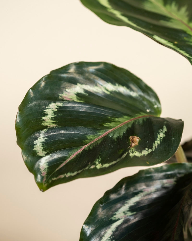 Nahaufnahme eines dunkelgrünen Kleinen Calathea Roseopicta - Feenblattes mit hellgrünen Mustern und einem kleinen braunen Fleck. Der cremefarbene, unscharfe Hintergrund hebt die einzigartige Struktur und Zeichnung der Pflanze hervor.