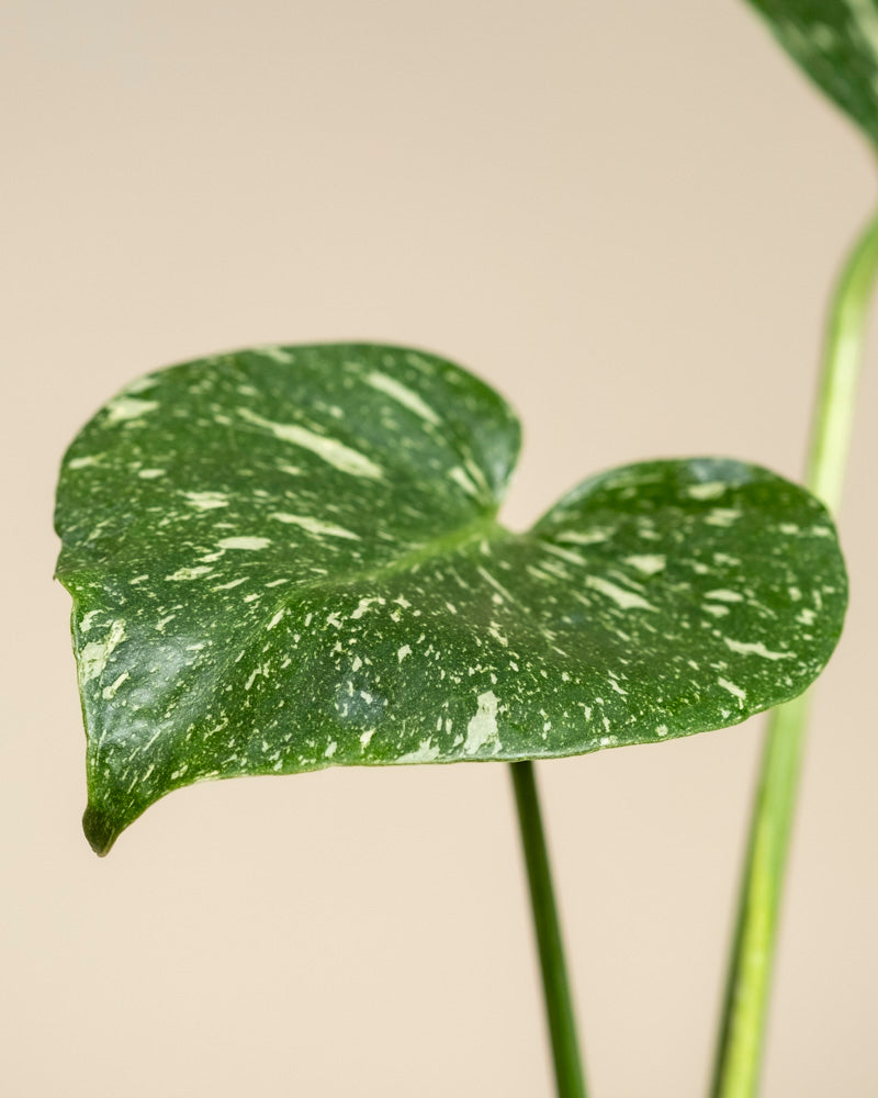 Ein einzelnes Monstera 'Thai Constellation' - Feenblatt, herzförmig und grün mit weißen Sprenkeln, ist auf einem einfarbig beigen Hintergrund abgebildet. Das Blatt wird von einem dünnen Stängel gehalten, ein weiteres Blatt und ein Stängel auf der rechten Seite sind unscharf.