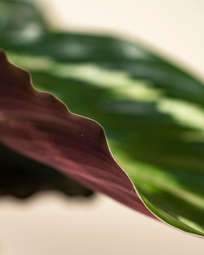 Eine Nahaufnahme der Kleinen Calathea Roseopicta - feey hebt das gewellte Blatt, die leuchtenden Grün- und Violettverläufe und die reichhaltigen Strukturen vor einem sanften Hintergrund hervor - und zeigt die einzigartige Schönheit dieser beliebten Gebetspflanze.