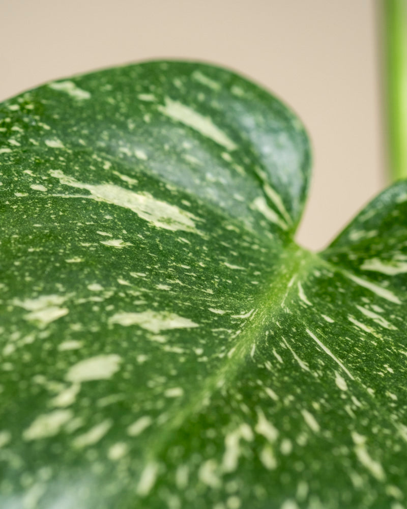 Nahaufnahme eines Monstera 'Thai Constellation' - Blattes mit weißen Sprenkeln, glatter Textur und sichtbaren Adern, mit einem Teil des Stiels vor einem sanft verschwommenen neutralen Hintergrund.