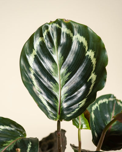 Eine Nahaufnahme einer Kleinen Calathea Roseopicta - feey zeigt die dunkelgrünen Ränder, das hellgrüne, pinselstrichartige Muster in der Mitte und den hellen Hintergrund - eine beliebte Zimmerpflanze für Ihr Zuhause.