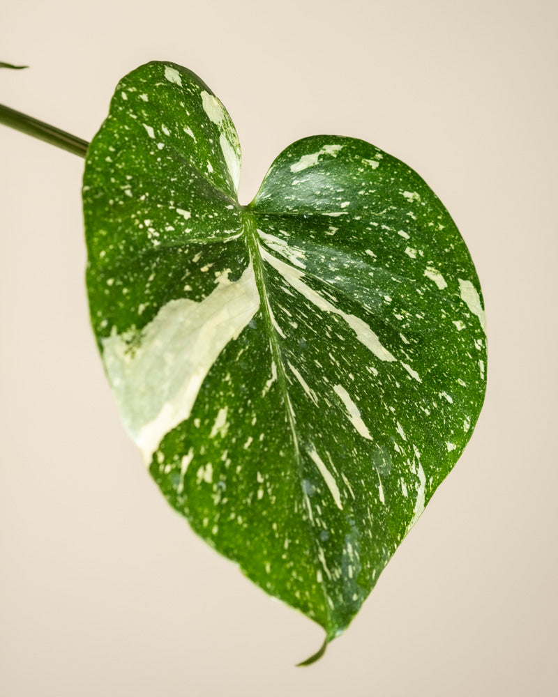 Eine Nahaufnahme eines grünen, herzförmigen Monstera 'Thai Constellation' - Blattes mit weißer Panaschierung vor einem einfarbig beigen Hintergrund.