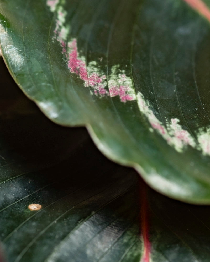 Nahaufnahme eines Kleinen Calathea Roseopicta - Feenblattes, einer beliebten Zimmerpflanze, mit gewellten Rändern und rosa-weiß gefärbten Flecken. Das Bild hebt die einzigartige Textur und die lebhaften Muster des Blattes dieser Gebetspflanze hervor.