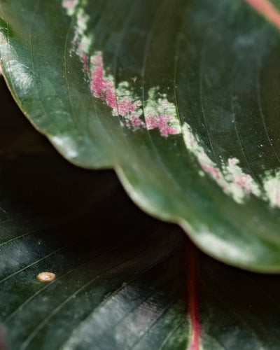Nahaufnahme eines Kleinen Calathea Roseopicta - Feenblattes, einer beliebten Zimmerpflanze, mit gewellten Rändern und rosa-weiß gefärbten Flecken. Das Bild hebt die einzigartige Textur und die lebhaften Muster des Blattes dieser Gebetspflanze hervor.