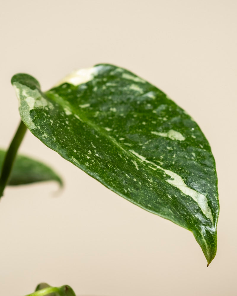 Eine Nahaufnahme von Monstera 'Thai Constellation' - das feige Blatt zeigt eine cremeweiße Panaschierung und eine glatte, spitze Spitze vor einem beigen Hintergrund, die die charakteristischen, auffälligen Muster der Pflanze zur Geltung bringt.