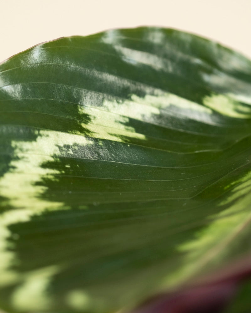 Nahaufnahme einer Kleinen Calathea Roseopicta - Feenblatt mit hellgrüner und cremefarbener Panaschierung. Die glänzende Oberfläche und die detaillierten Adern zeigen die Schönheit dieser beliebten Gebetspflanze vor einem sanft verschwommenen Hintergrund.