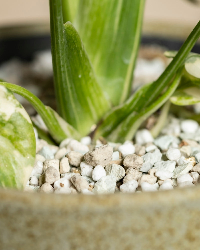Nahaufnahme der Basis einer Monstera 'Thai Constellation' - feey in einem Topf, mit weißen und grauen Kieselsteinen, die die Erde um die Stängel herum bedecken.
