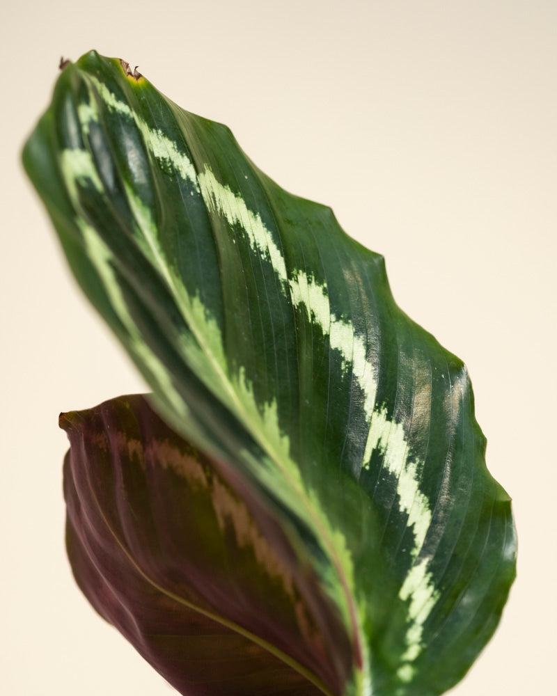 Ein einzelnes Blatt der Kleinen Calathea Roseopicta - feey Zimmerpflanze mit hell- und dunkelgrüner Panaschierung, gewellten Rändern und einer leichten Kräuselung vor einem einfarbig beigen Hintergrund.