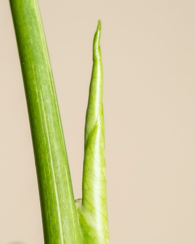 Eine Nahaufnahme einer Monstera 'Thai Constellation' - ein feiger Stängel mit einem gewellten, spitzen neuen Blatt, das sich vor einem einfarbig beigen Hintergrund abzeichnet.