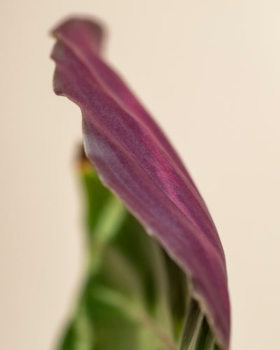 Eine Nahaufnahme eines Kleinen Calathea Roseopicta - Feenblattes, einer leuchtenden Zimmerpflanze mit tiefem Violett unten und Grün oben, vor einem schlichten hellen Hintergrund. Das Foto hebt die glatte Kante und die Textur des Blattes hervor.